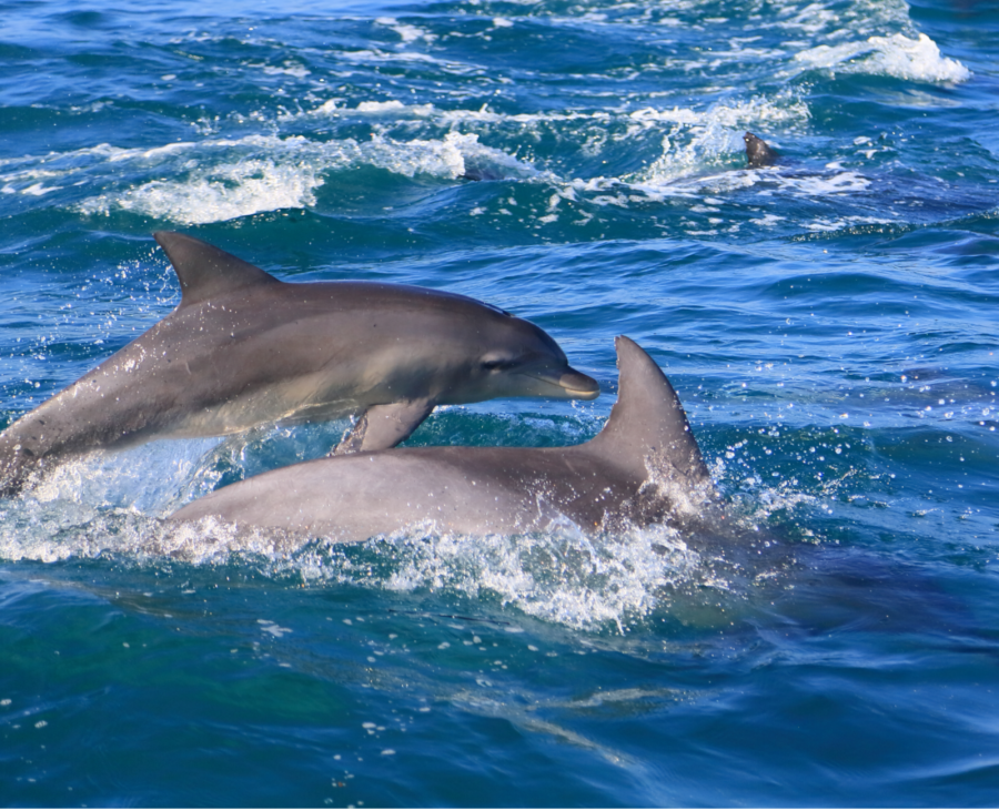 dolphins swimming