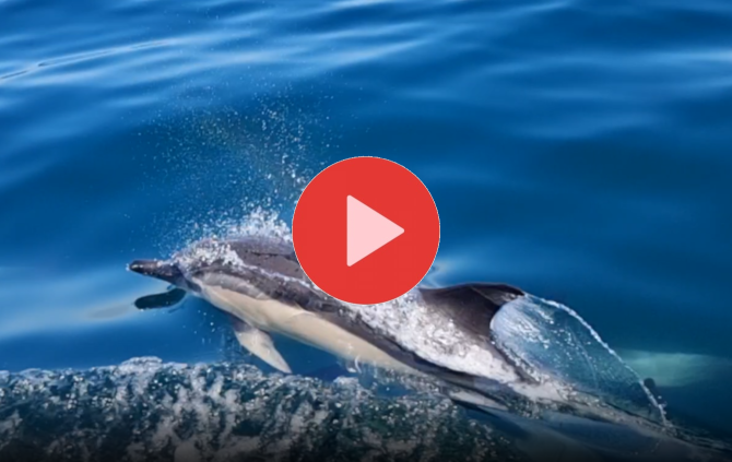 dolphins swimming in False Bay