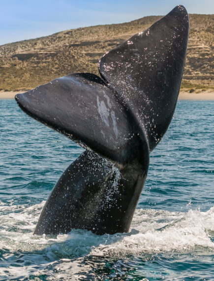 whale tail
