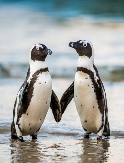 african penguins
